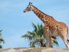 20090502 SanDiegoWildlifePark07.jpg